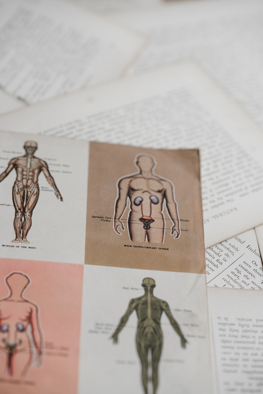 An anatomy book page in soft focus