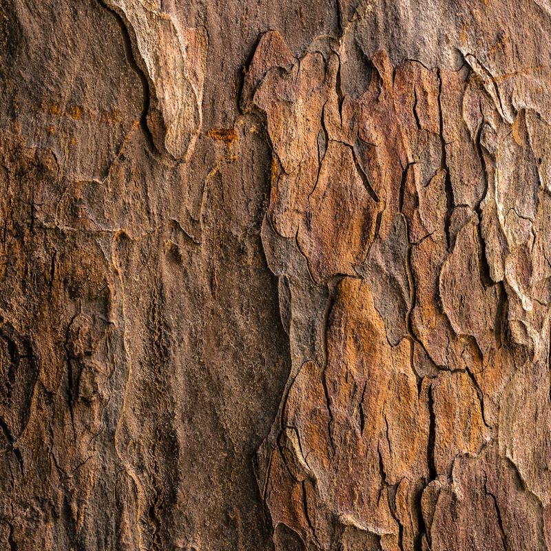 Scar desensitization cover